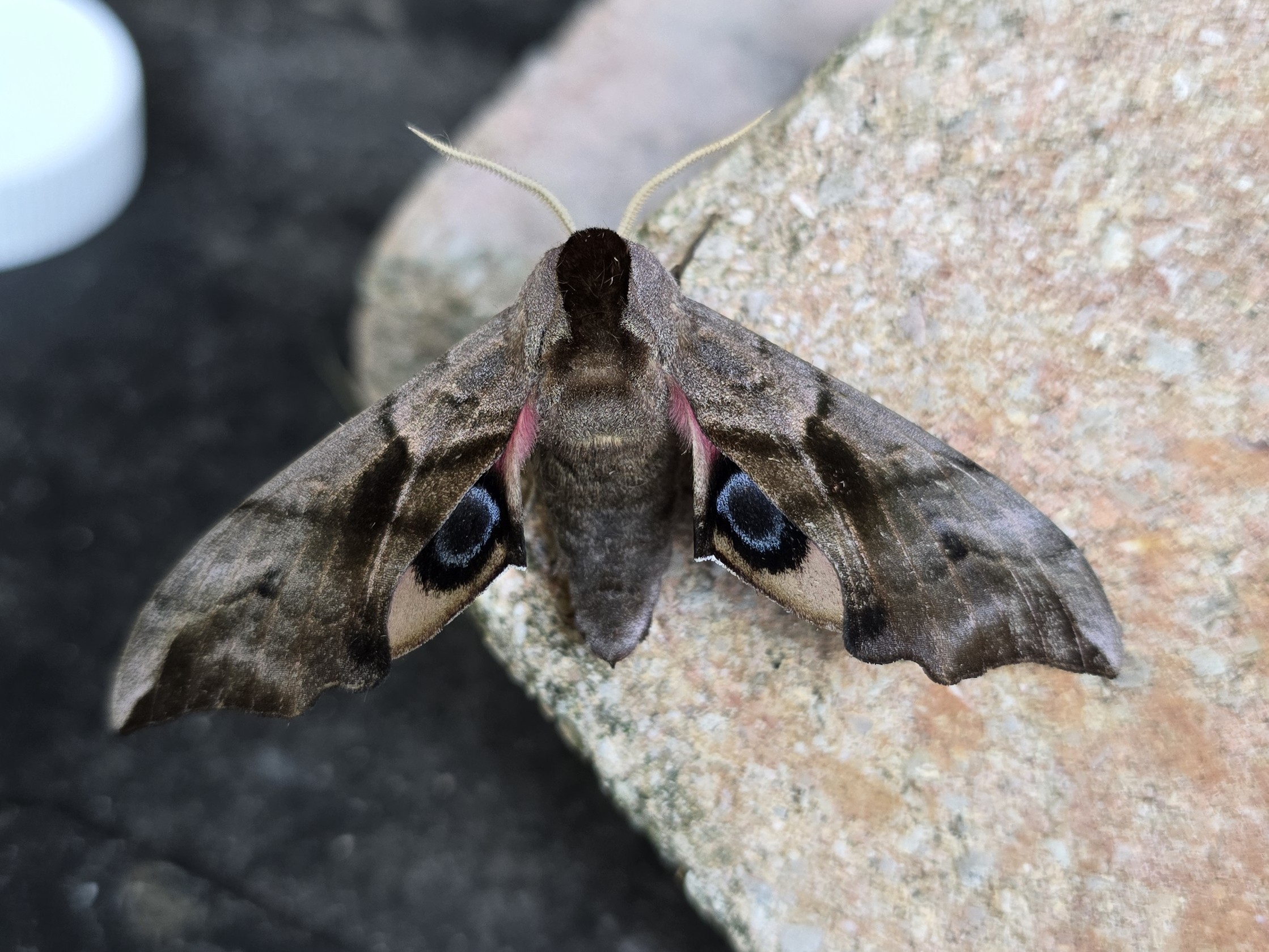 Photo of Eyed Hawk-moth (Smerinthus ocellata)